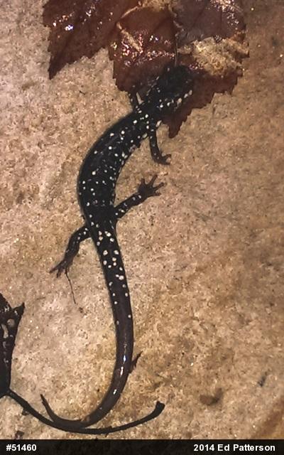Northern Slimy Salamander