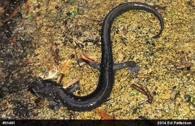 Wehrle's Salamander