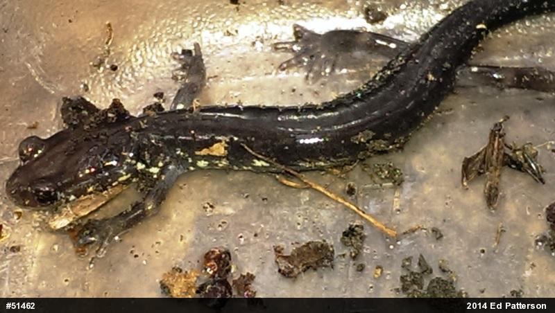 Wehrle's Salamander