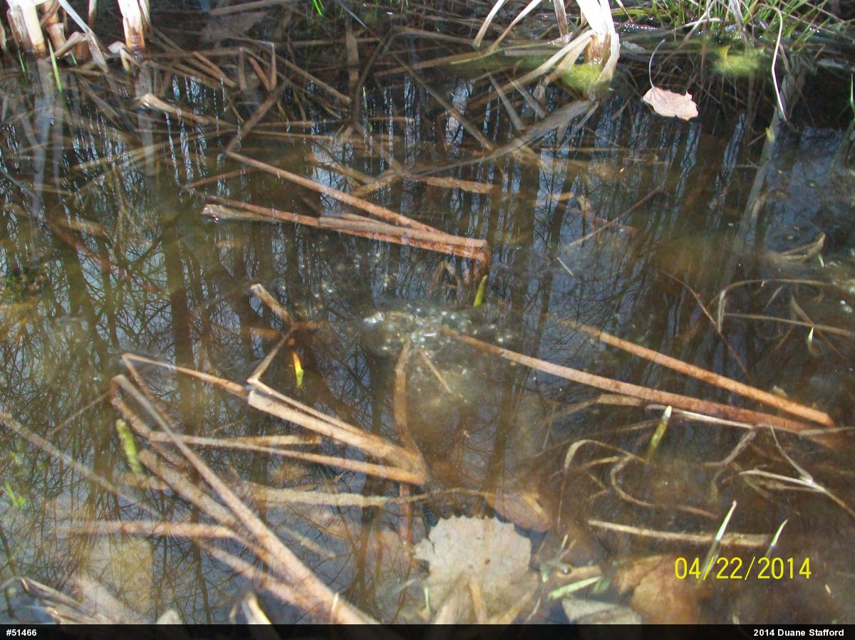 Wood Frog