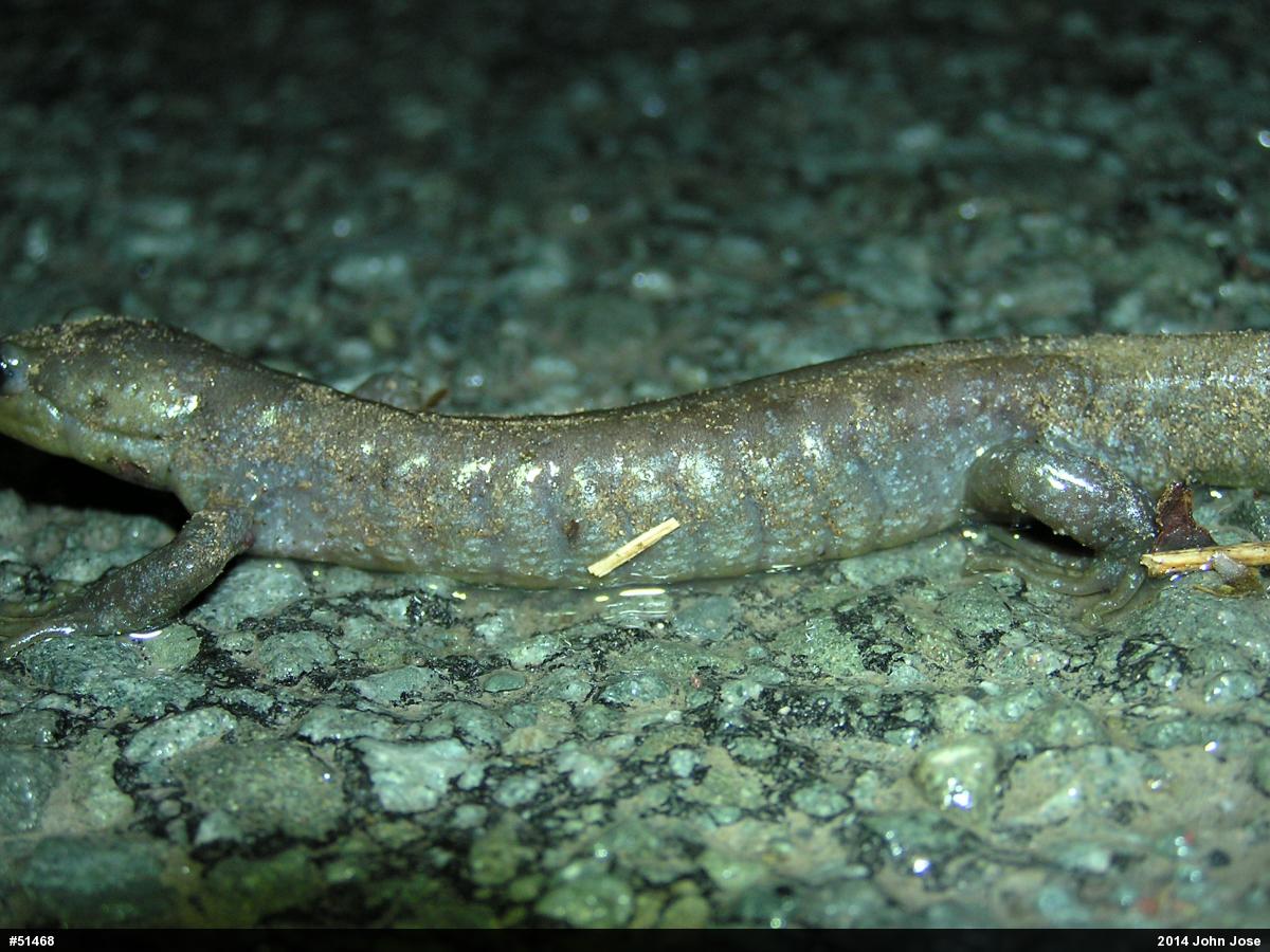 Jefferson Salamander