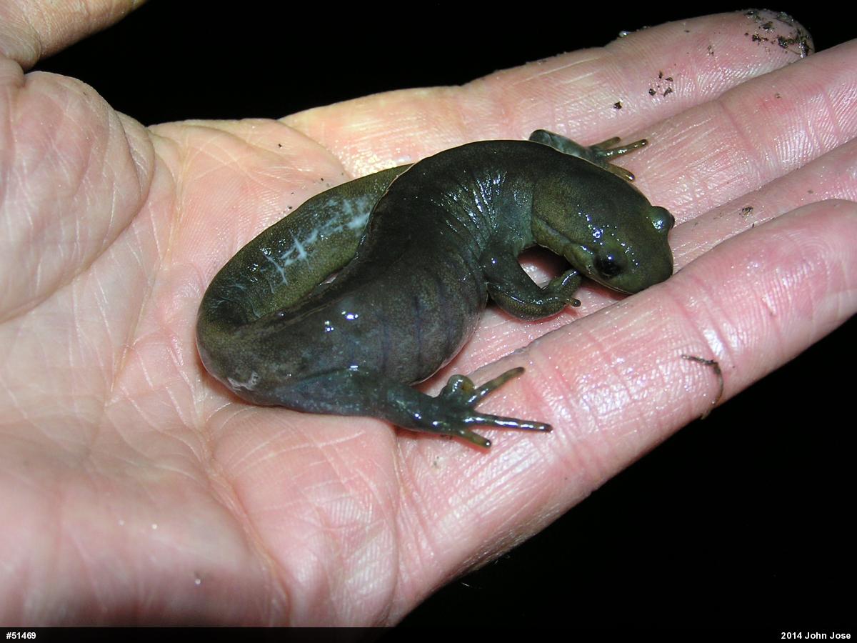 Jefferson Salamander