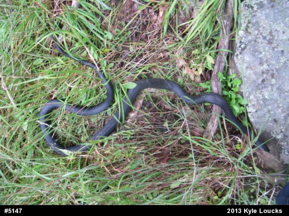 Eastern Ratsnake