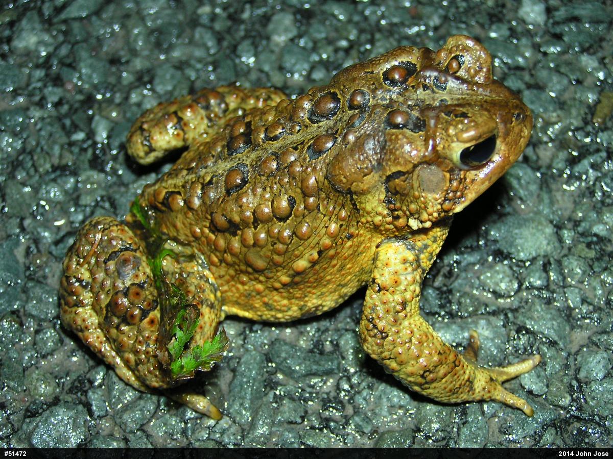 Eastern American Toad
