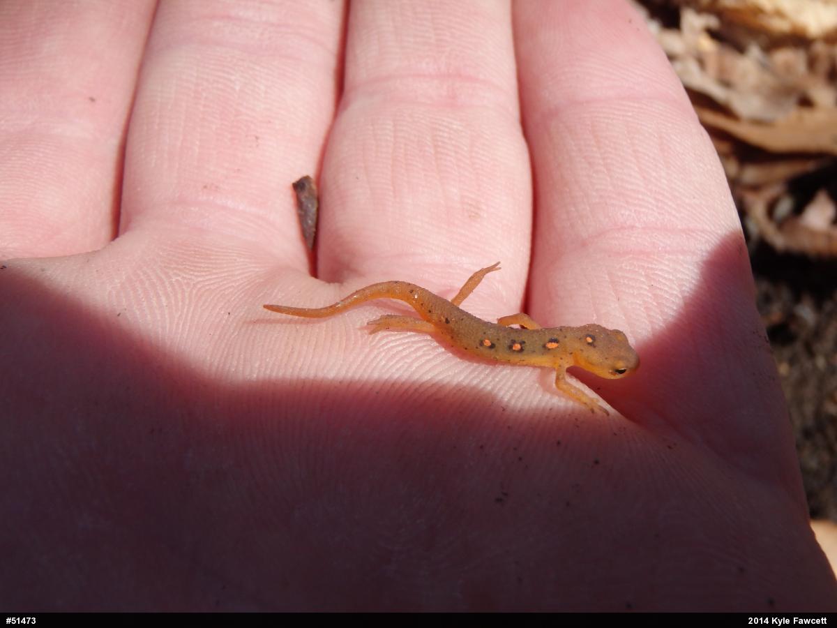 Red-spotted Newt