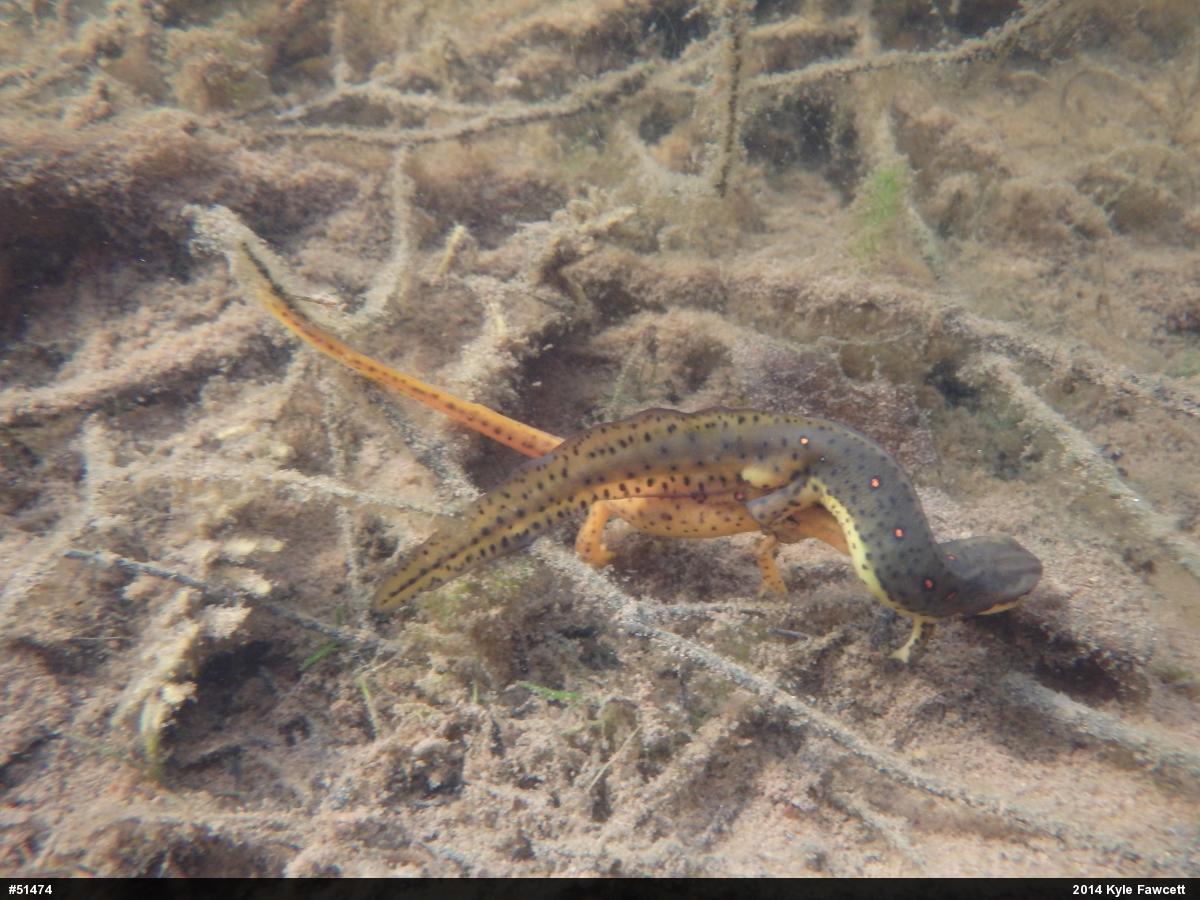 Red-spotted Newt