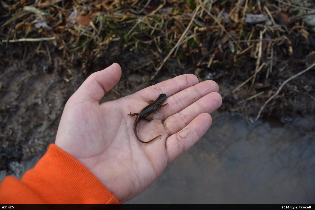 Red-spotted Newt