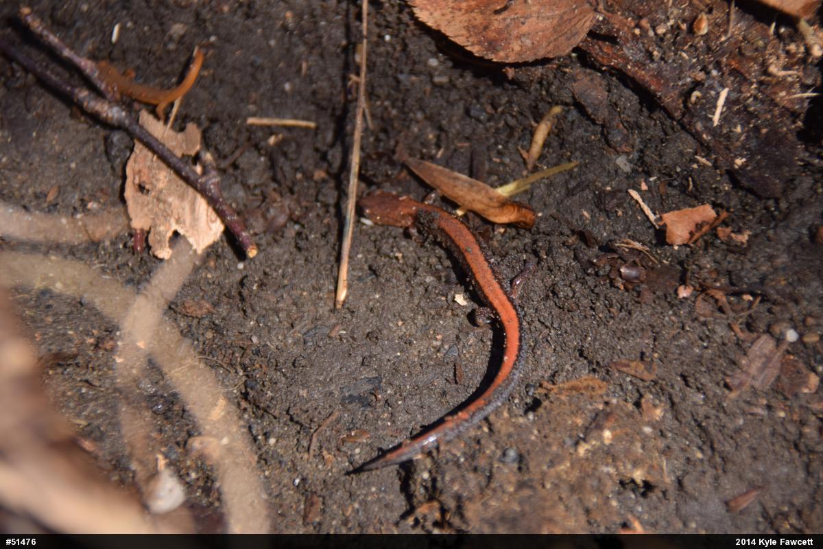 Eastern Red-backed  Salamander