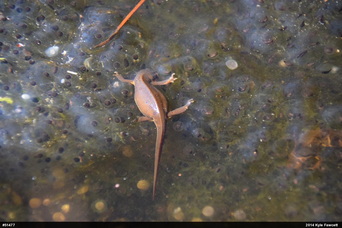 Wood Frog