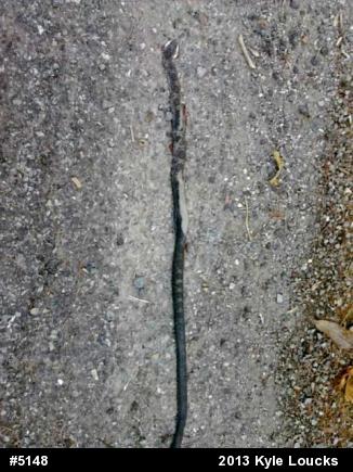 Eastern Ratsnake