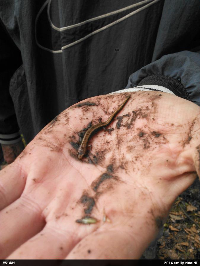 Allegheny Mountain Dusky Salamander