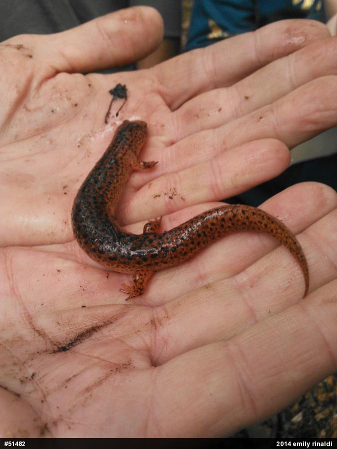 Northern Red Salamander