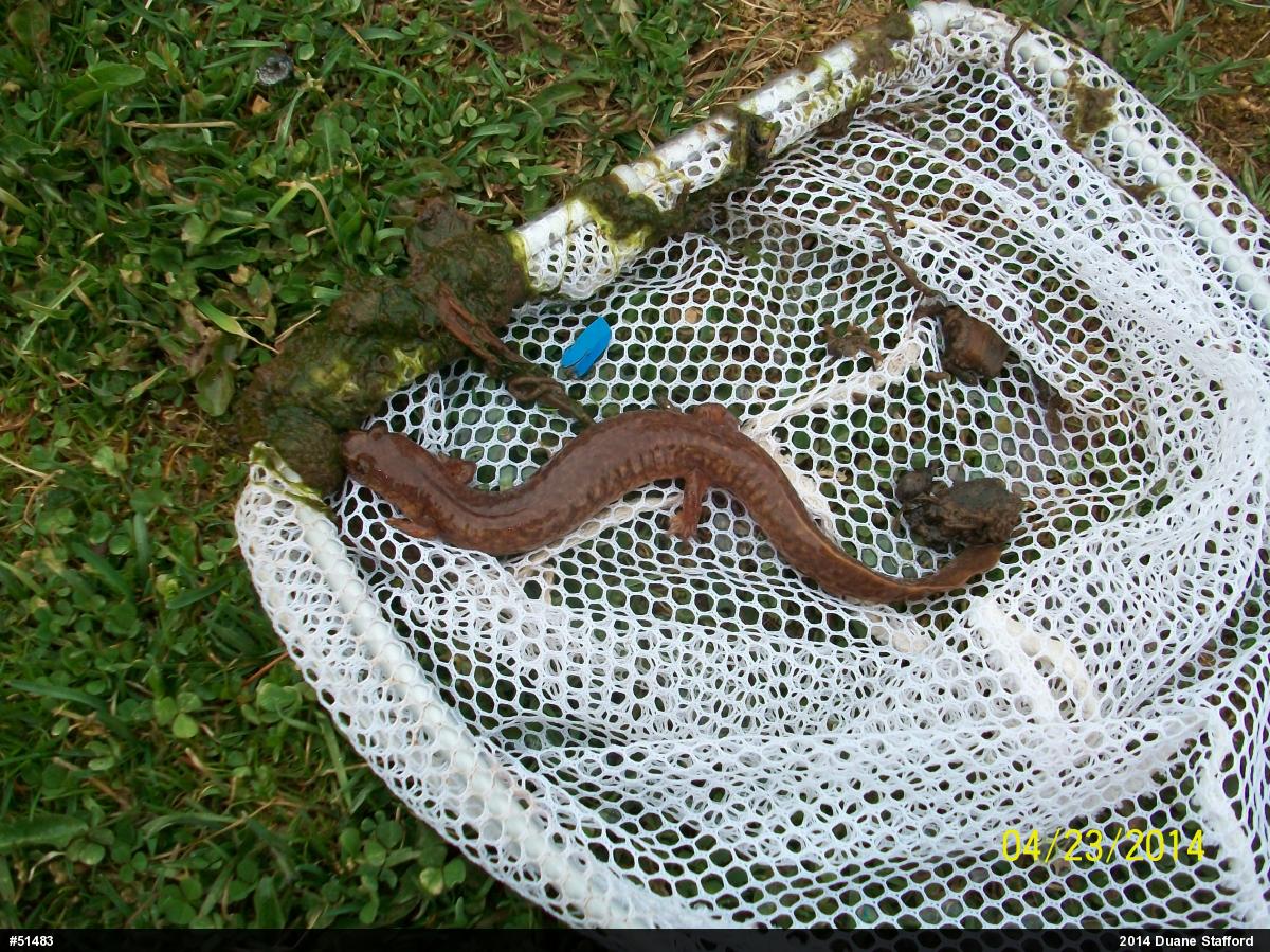 Northern Spring Salamander