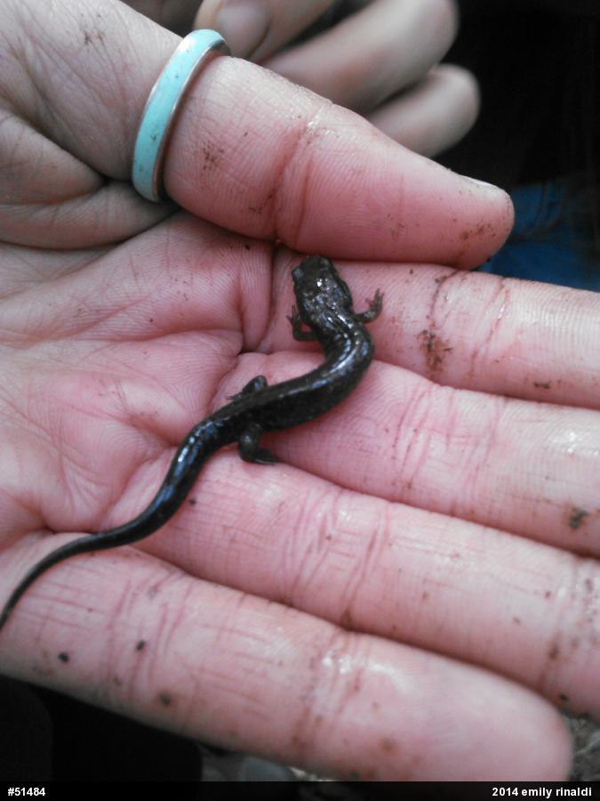 Allegheny Mountain Dusky Salamander