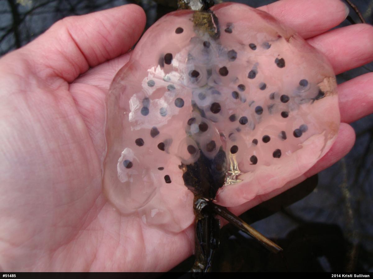 Spotted Salamander