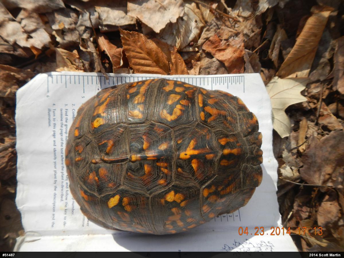 Eastern Box Turtle