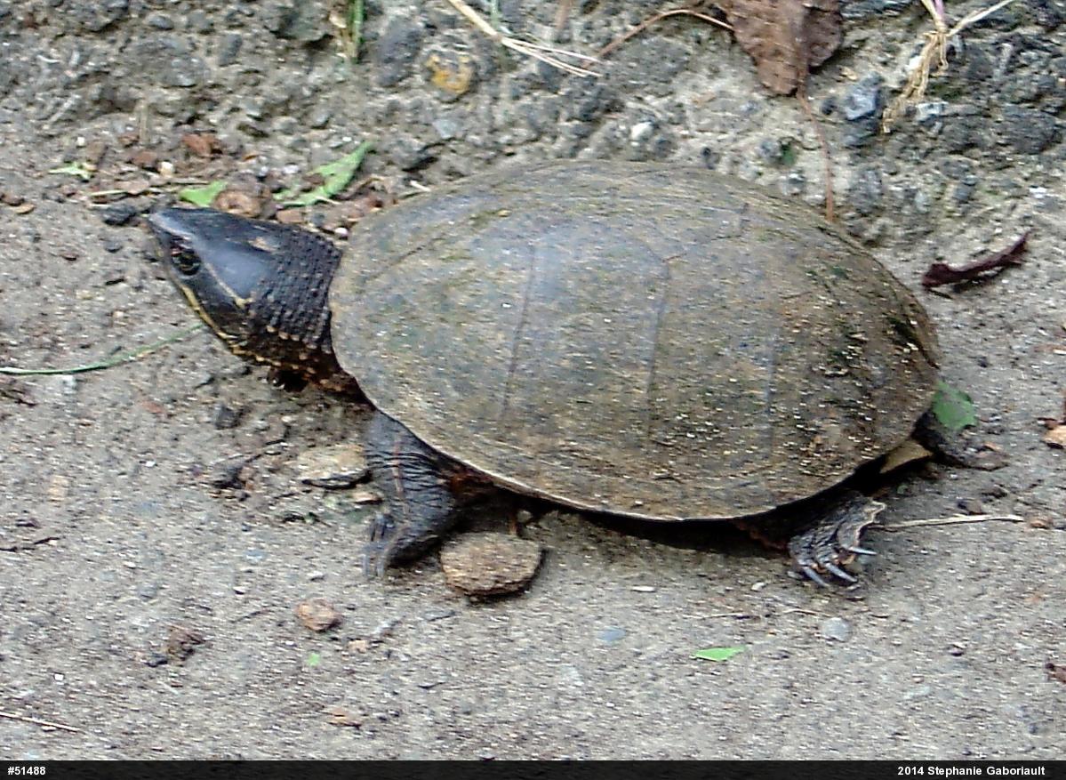Eastern Musk Turtle