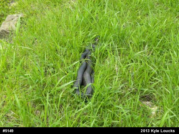 Eastern Ratsnake