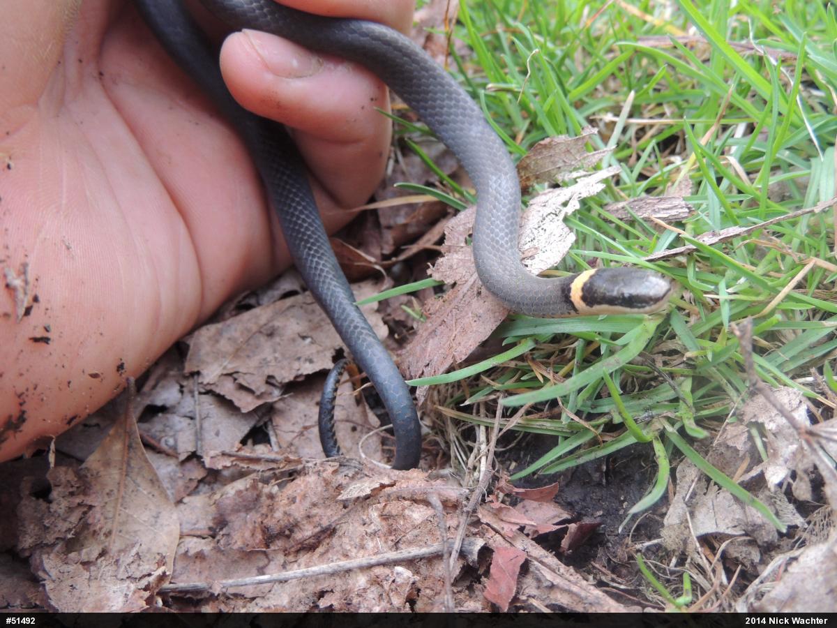 Northern Ring-necked Snake