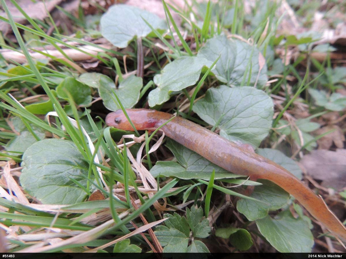 Northern Spring Salamander