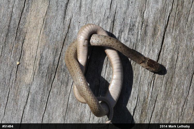 Dekay's Brownsnake