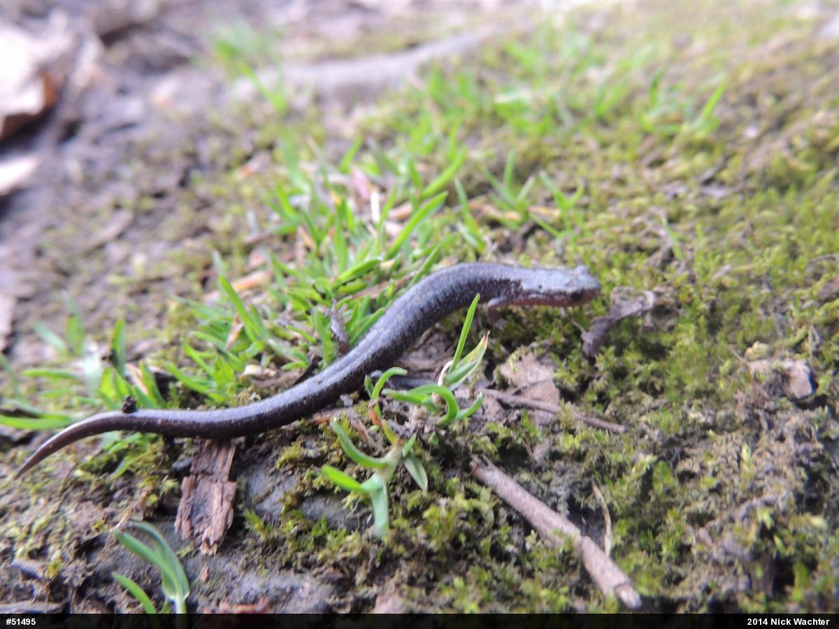 Woodland Salamanders