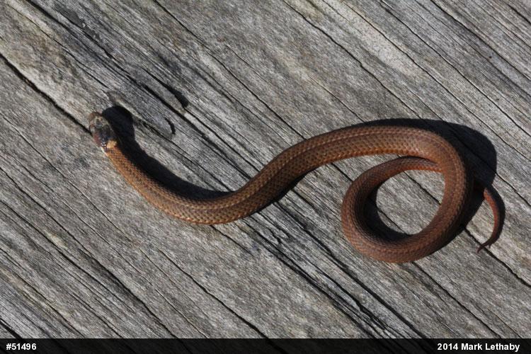 Red-bellied Snake