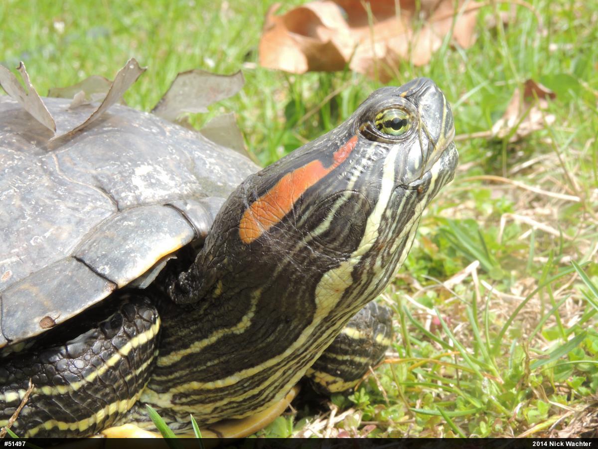 Red-eared Slider