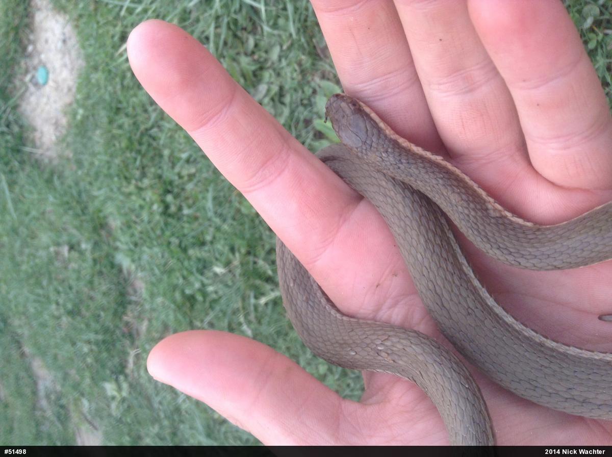 Queensnake