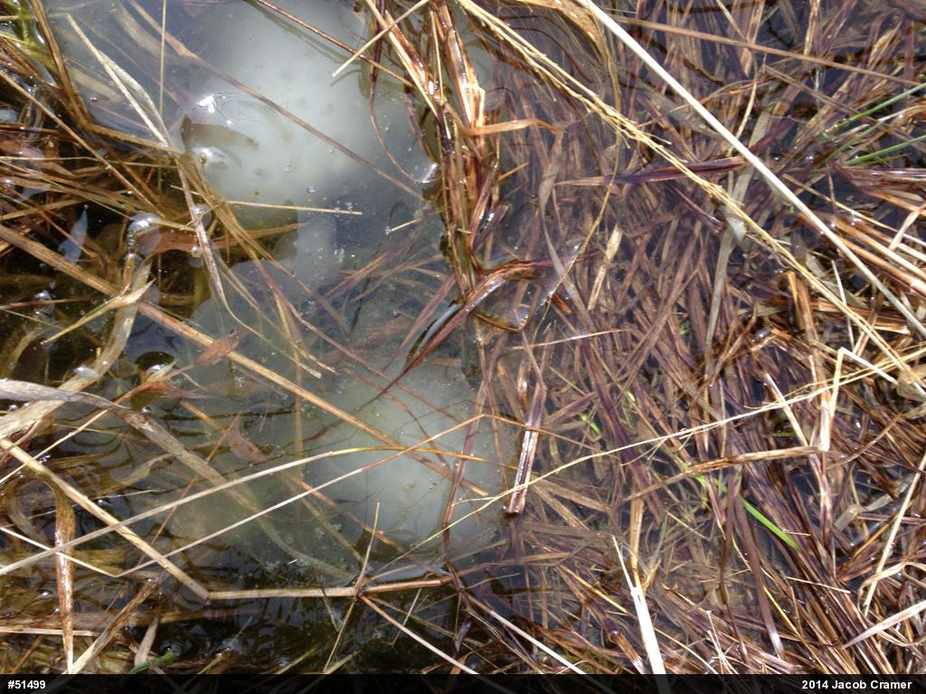 Spotted Salamander