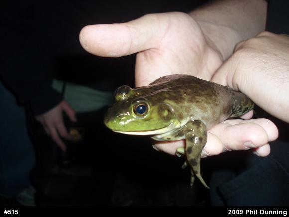American Bullfrog