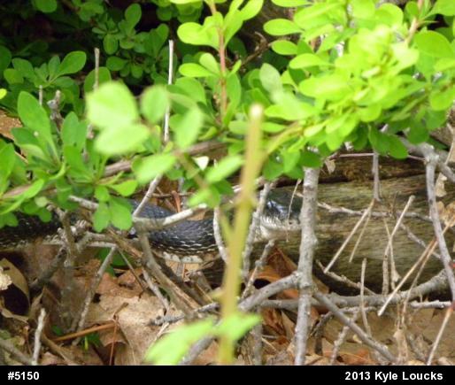 Eastern Ratsnake