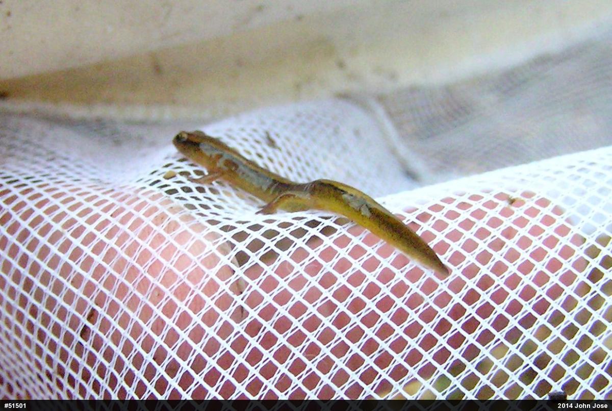 Northern Two-lined Salamander