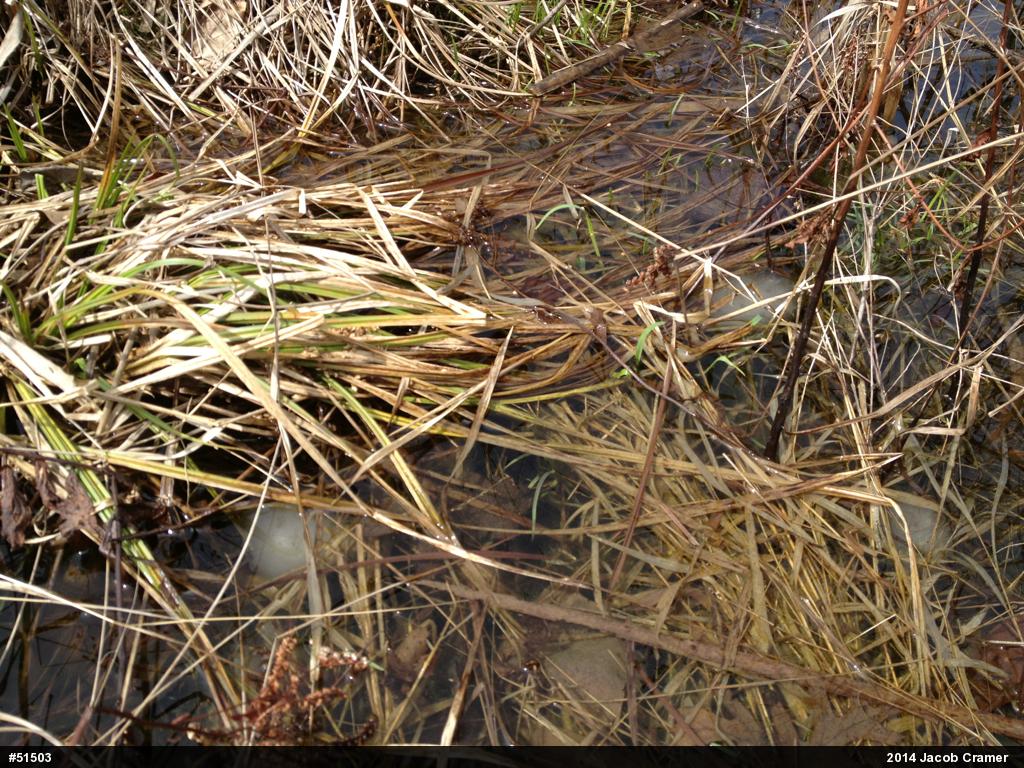 Spotted Salamander