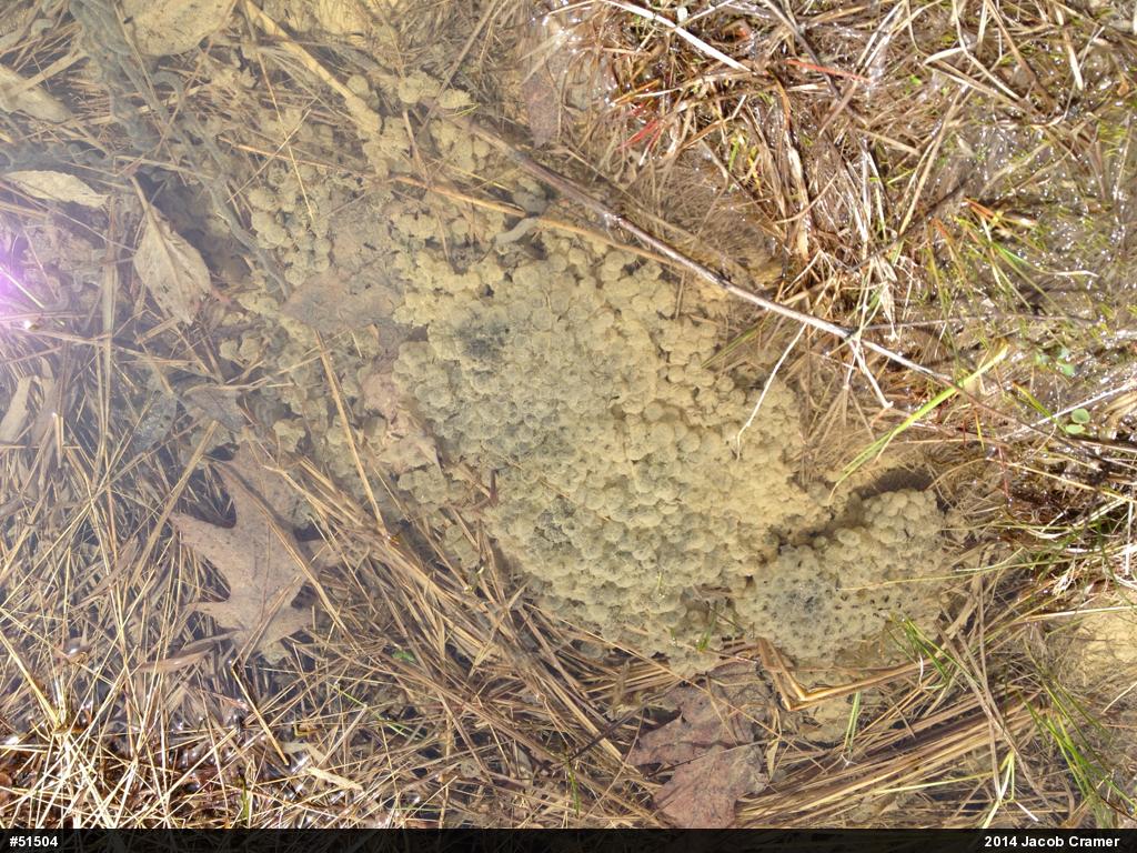 Wood Frog