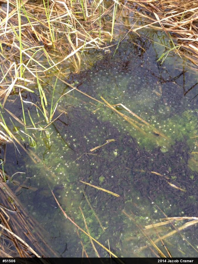 Wood Frog