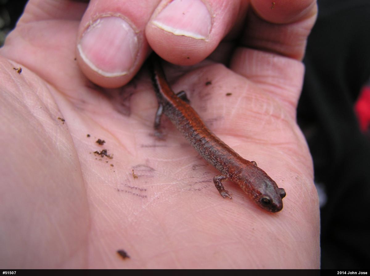 Eastern Red-backed  Salamander