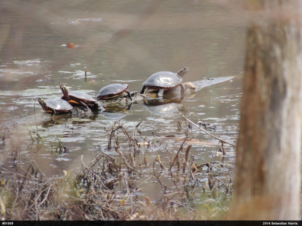 Eastern Painted Turtle