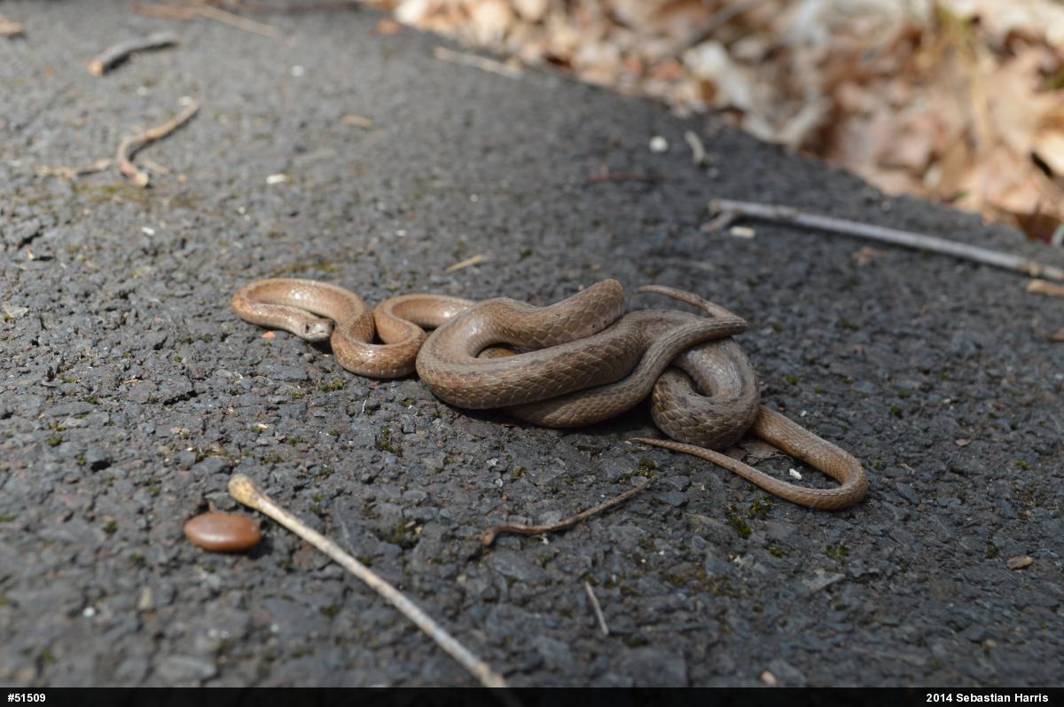 Dekay's Brownsnake