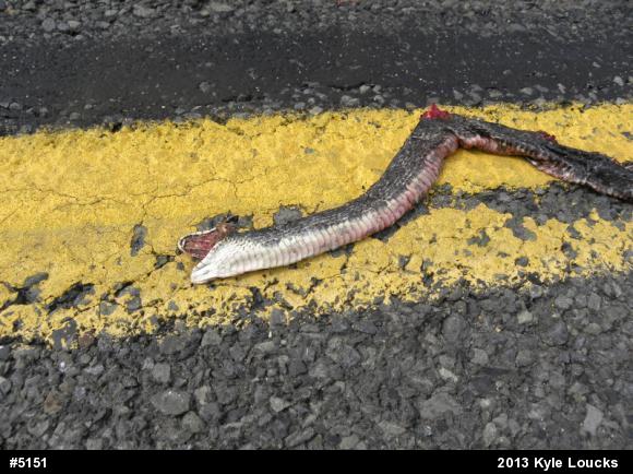 Eastern Ratsnake
