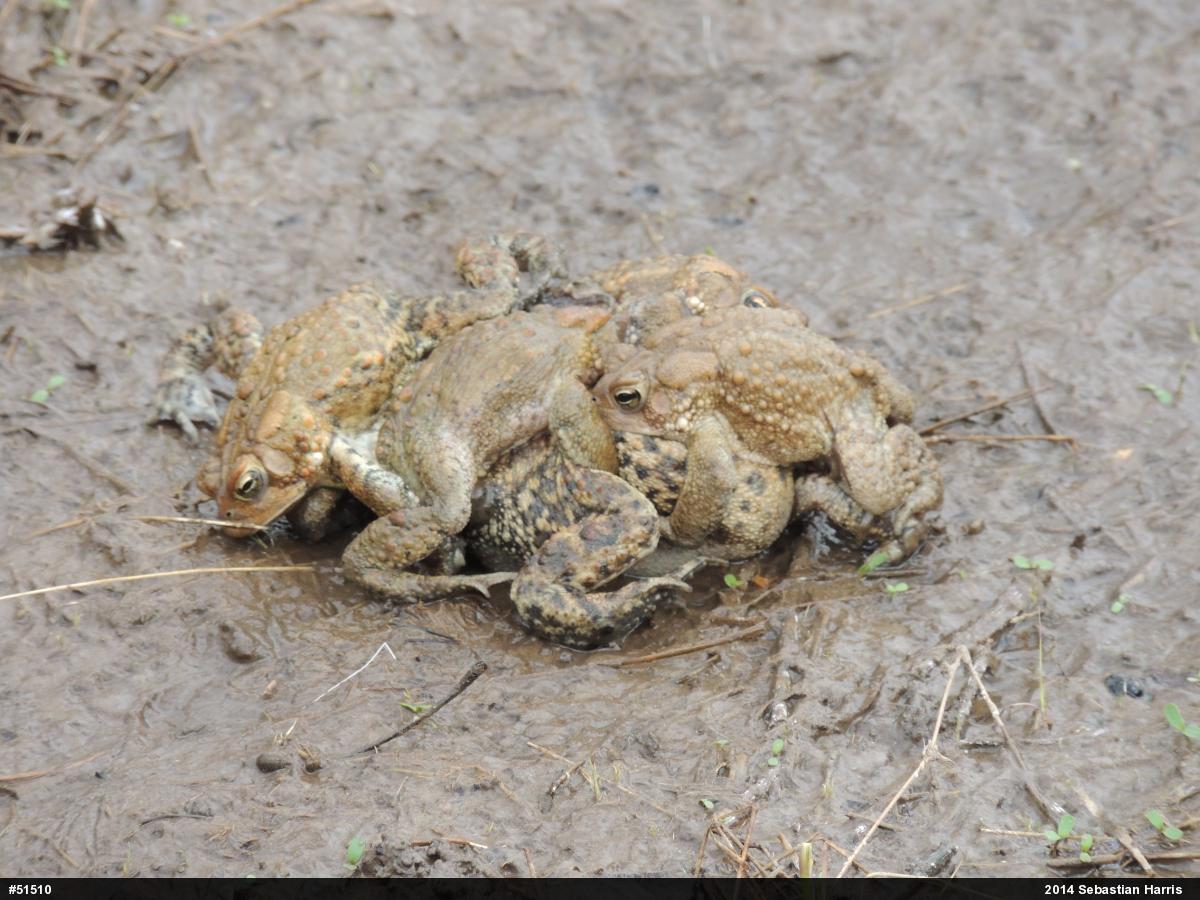 Eastern American Toad