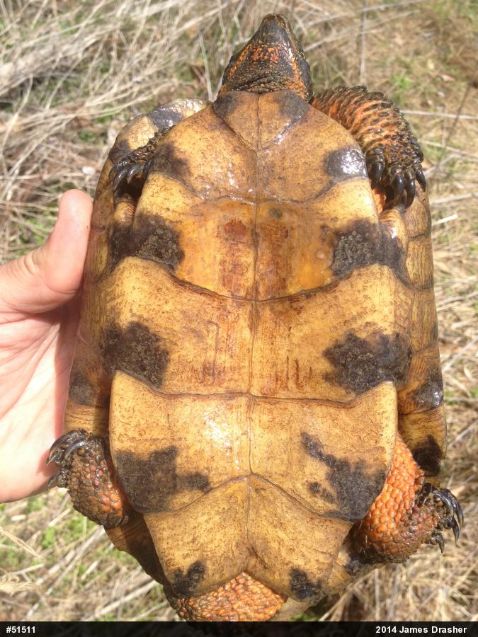 Wood Turtle