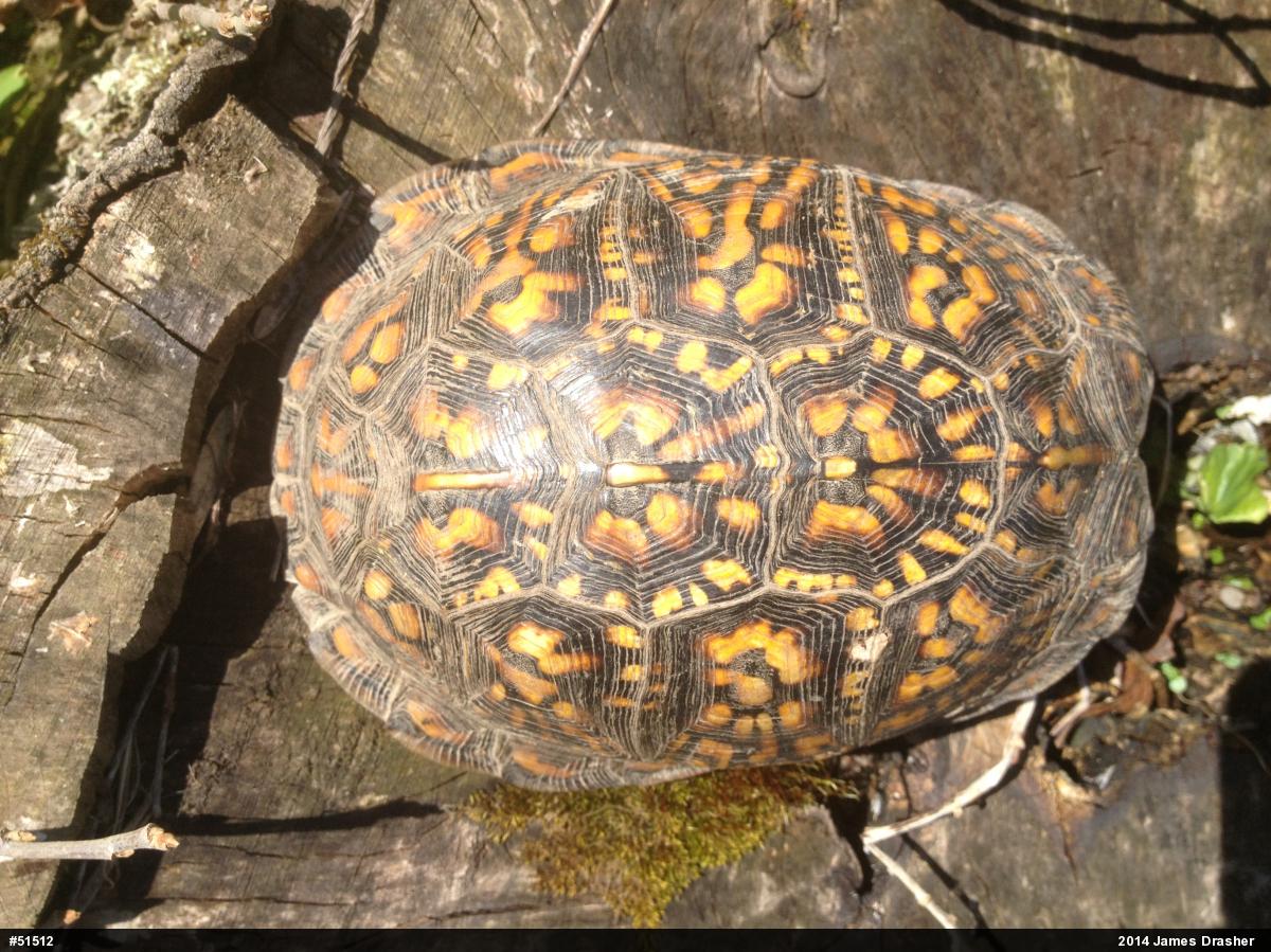 Eastern Box Turtle