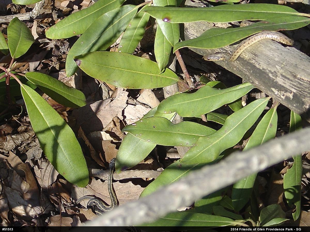 Eastern Gartersnake