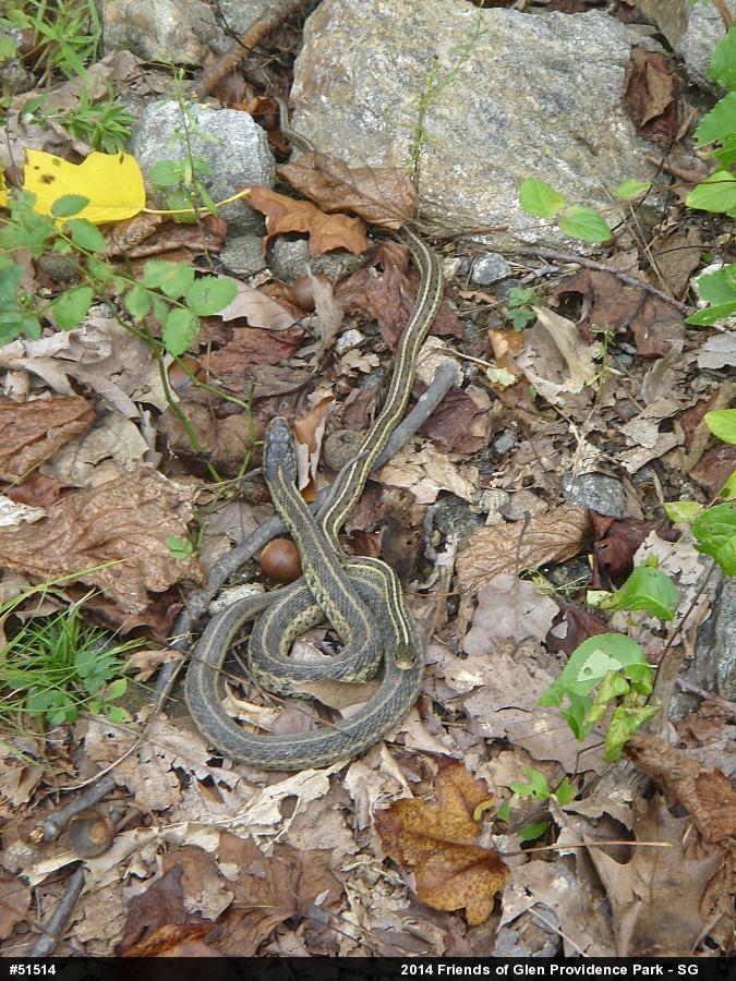 Eastern Gartersnake