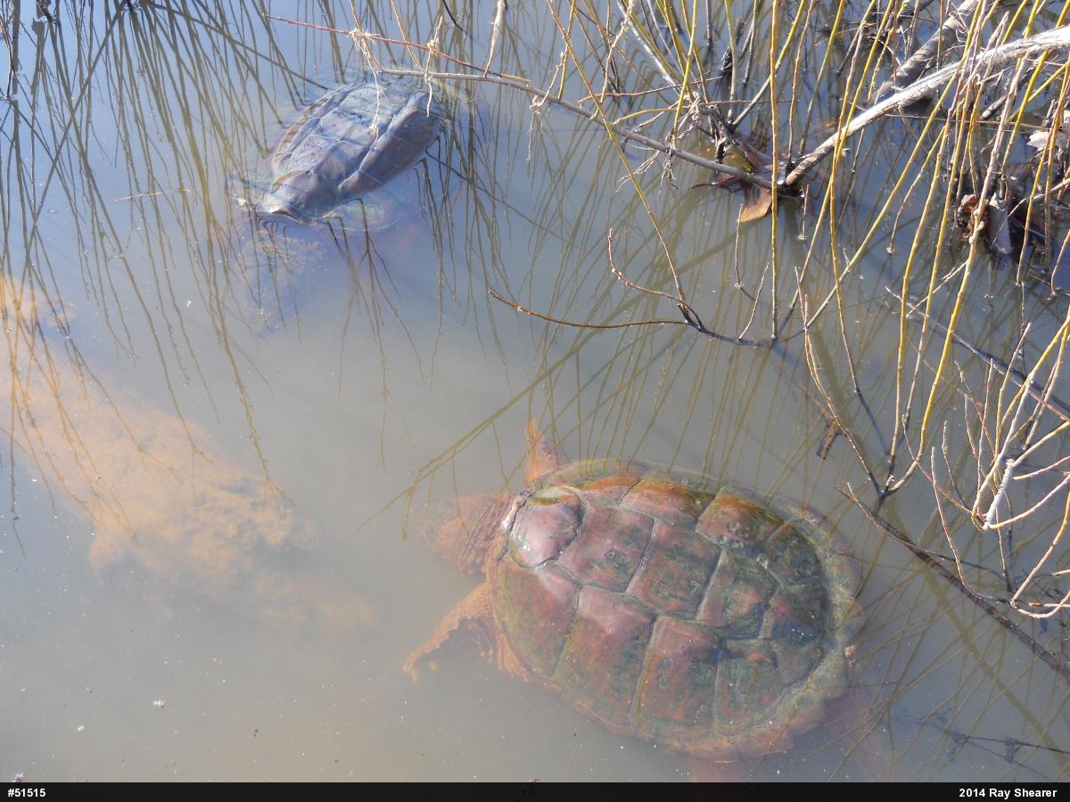 Snapping Turtle
