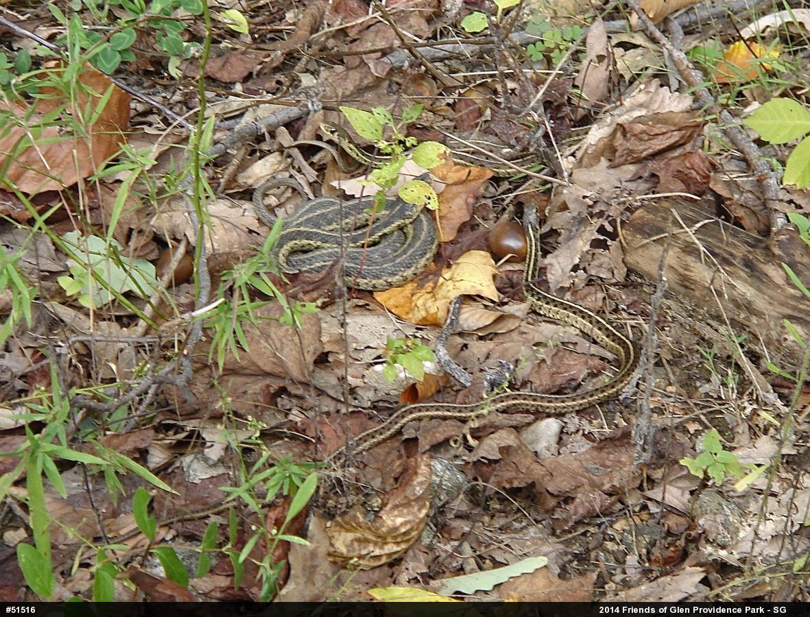 Eastern Gartersnake
