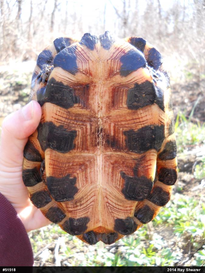 Wood Turtle