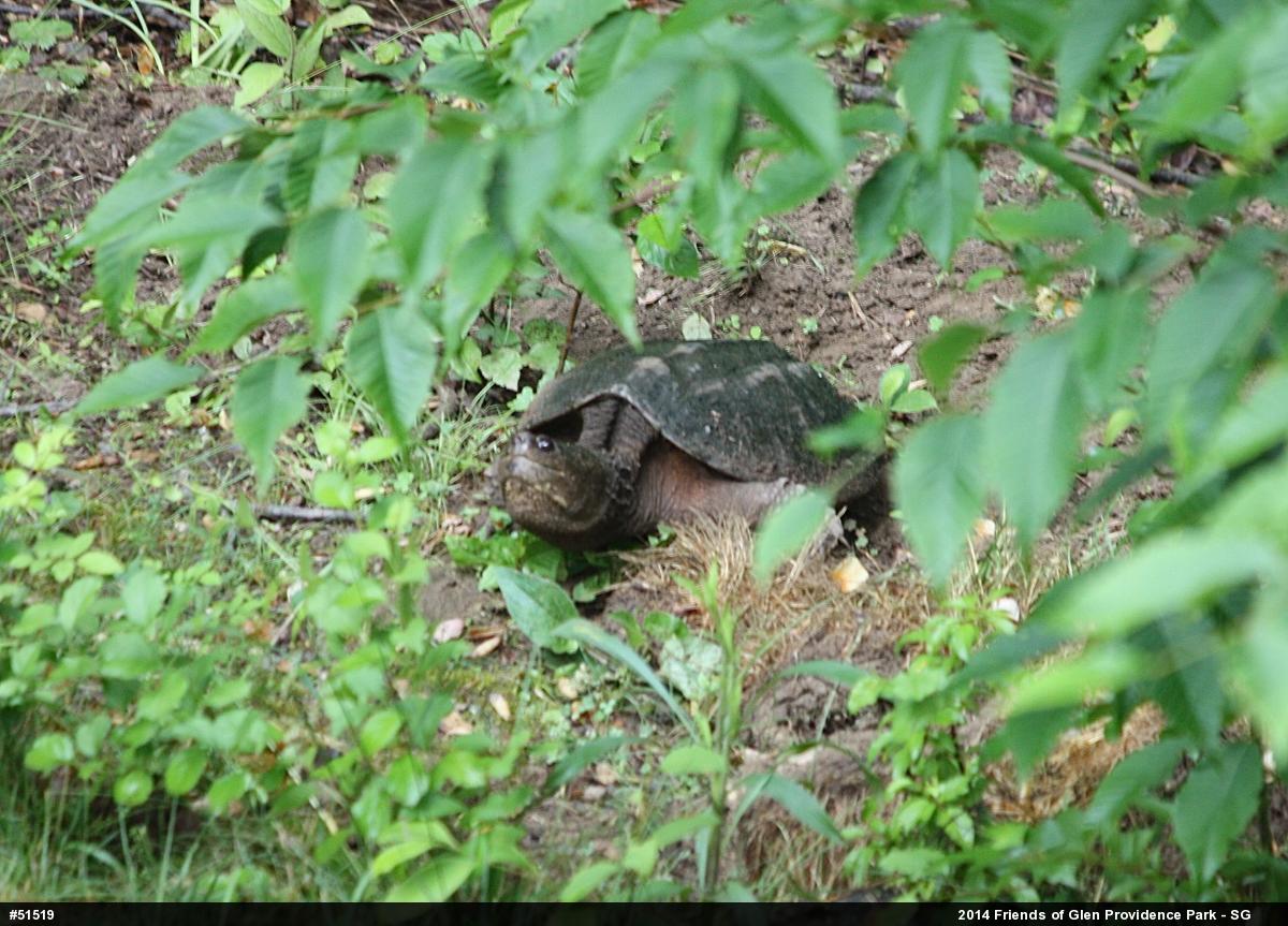 Snapping Turtle