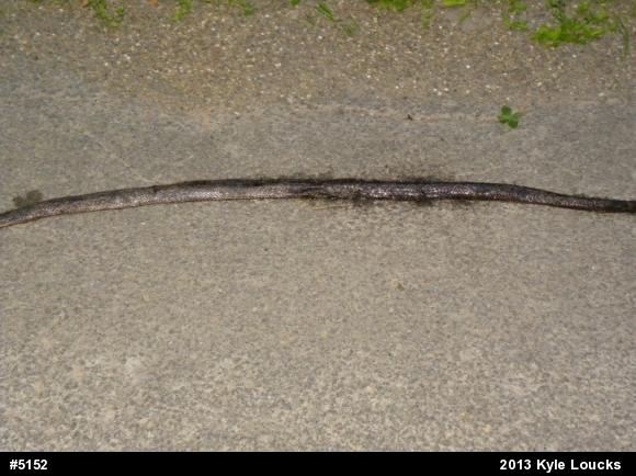 Eastern Ratsnake